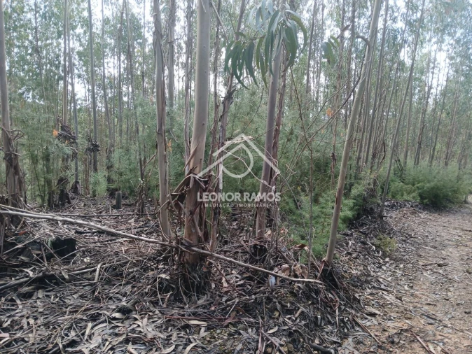Terreno para Venda em Sertã Foto 4