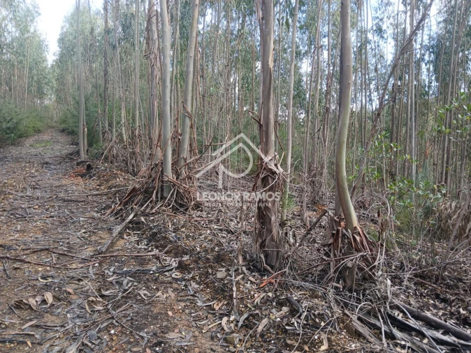 Terreno para Venda em Sertã