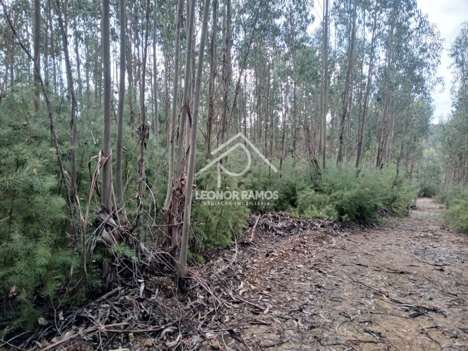 Terreno para Venda em Sertã Foto 2