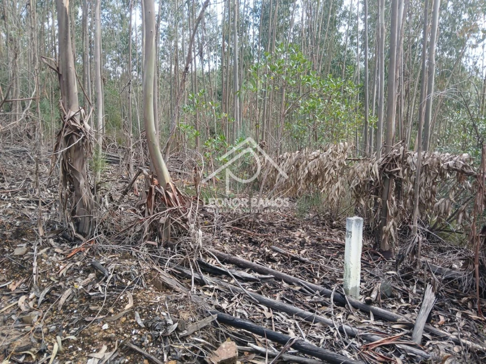 Terreno para Venda em Sertã Foto 3