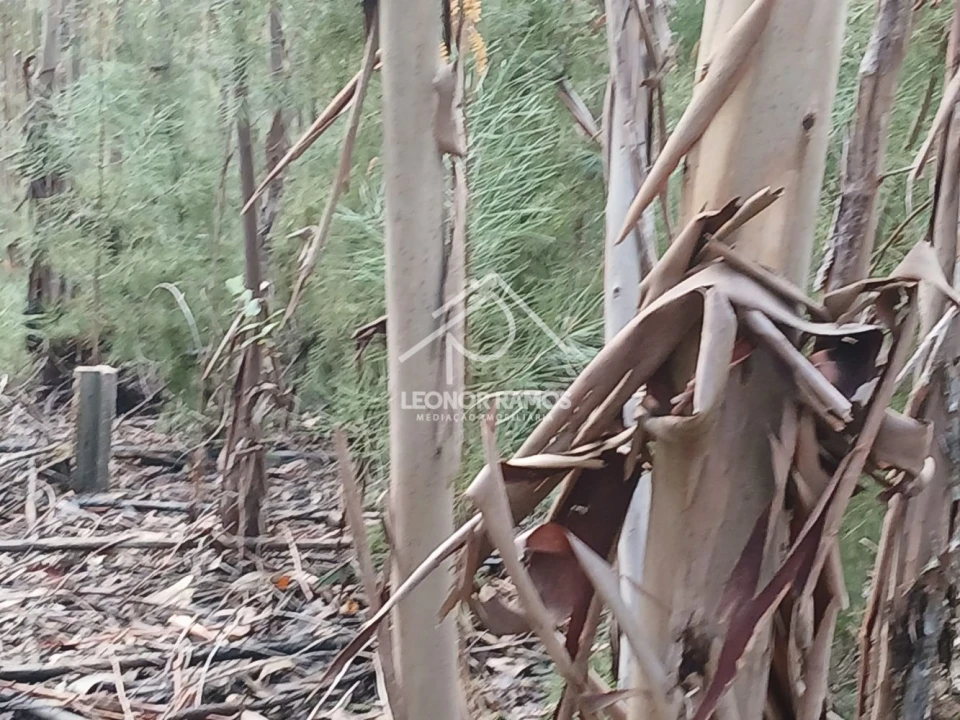 Terreno para Venda em Sertã Foto 5