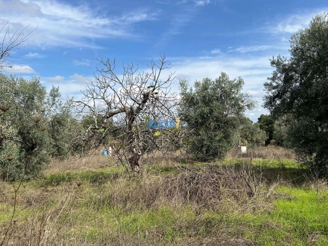 Terreno para Venda em Castelo Branco Foto 19