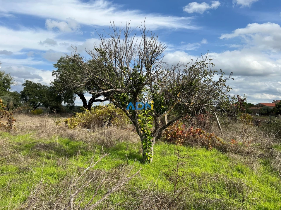 Terreno para Venda em Castelo Branco Foto 6