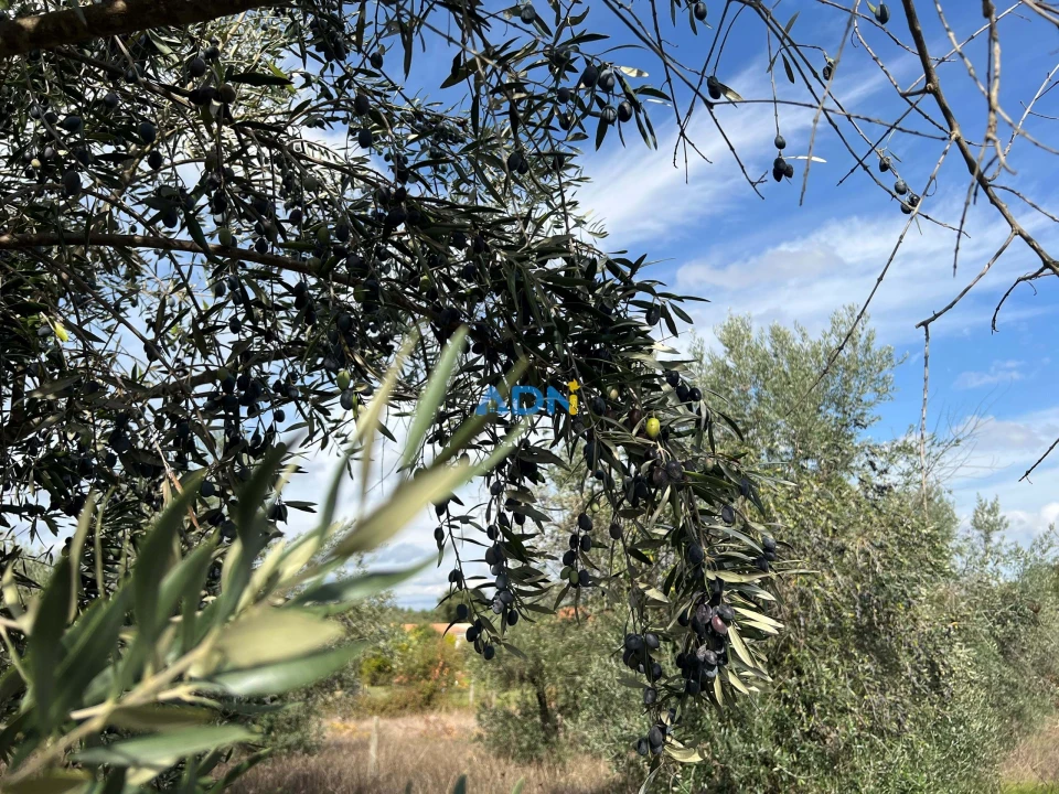 Terreno para Venda em Castelo Branco Foto 18