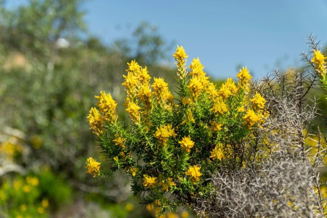Terreno para Venda em Santa Barbara de Nexe Foto 12