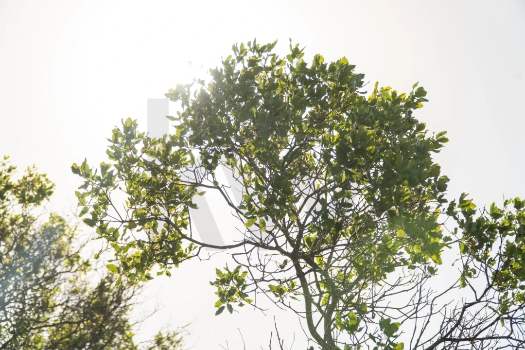 Terreno para Venda em Santa Barbara de Nexe Foto 10