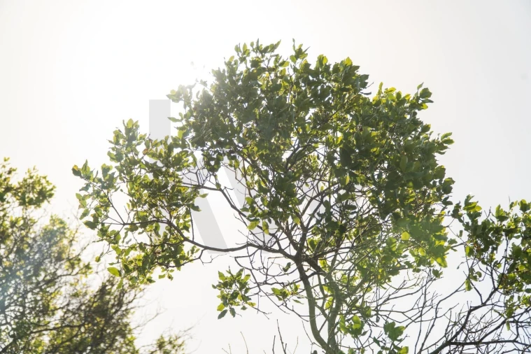 Terreno para Venda em Santa Barbara de Nexe Foto 10
