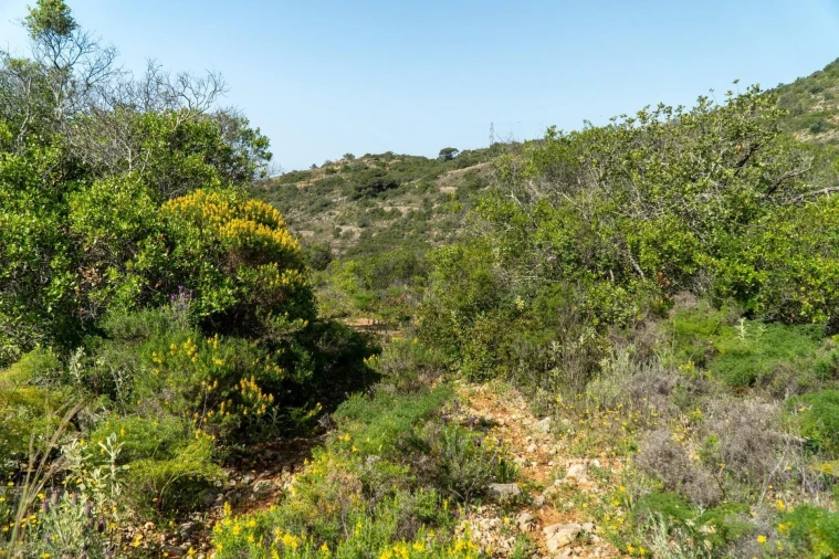 Terreno para Venda em Santa Barbara de Nexe Foto 4