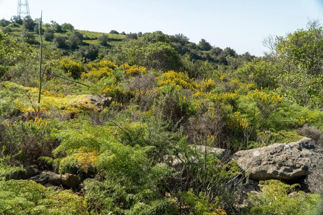 Terreno para Venda em Santa Barbara de Nexe Foto 3
