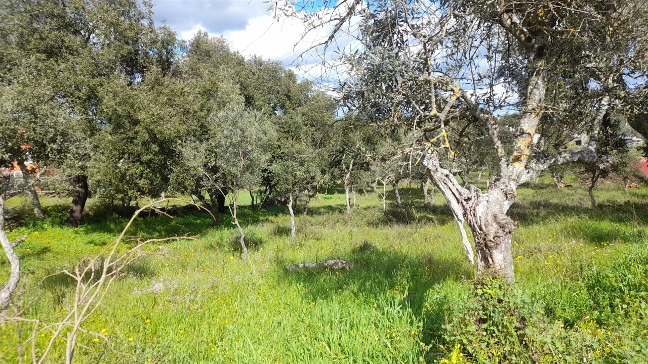 Terreno para Venda em Benquerenças Foto 5