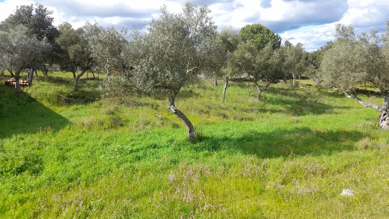 Terreno para Venda em Benquerenças Foto 11