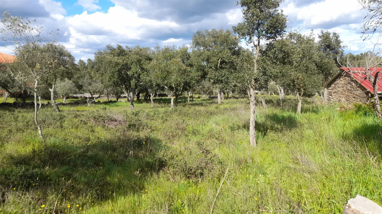 Terreno para Venda em Benquerenças Foto 8