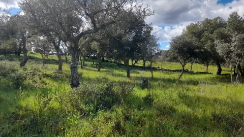 Terreno para Venda em Benquerenças