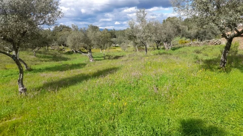 Terreno para Venda em Benquerenças