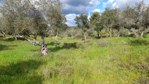 Terreno para Venda em Benquerenças