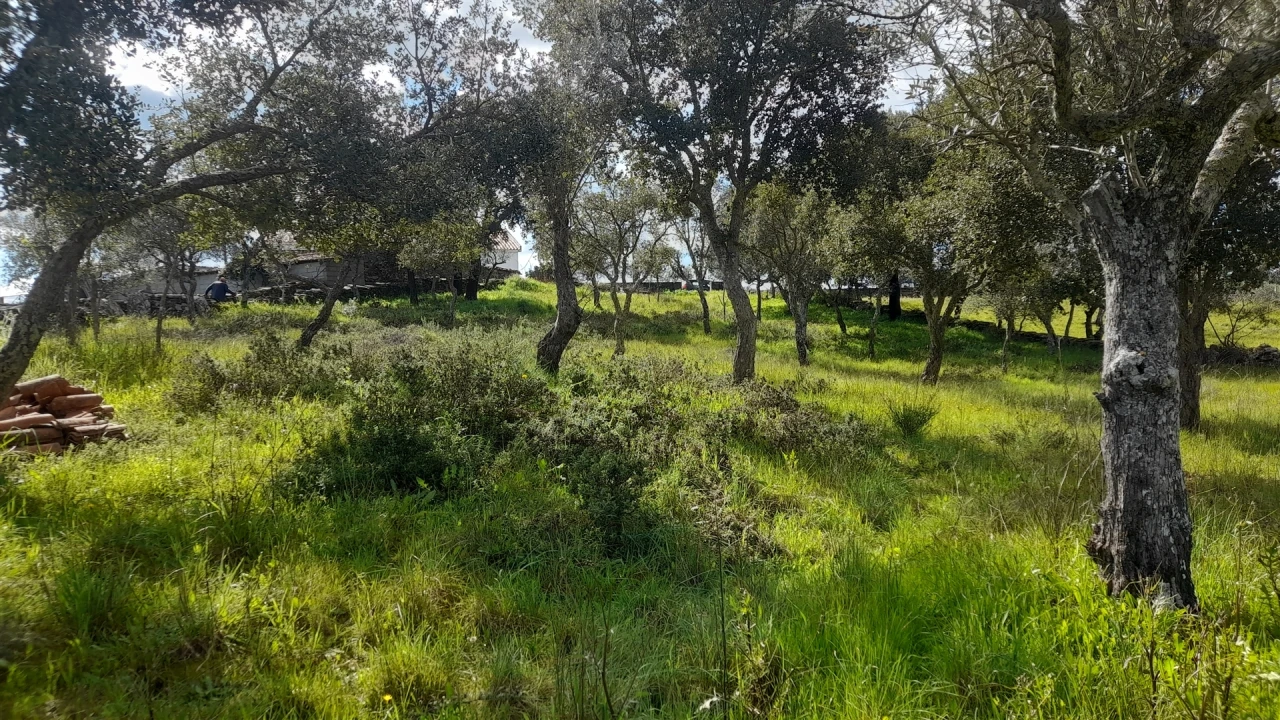 Terreno para Venda em Benquerenças Foto 15