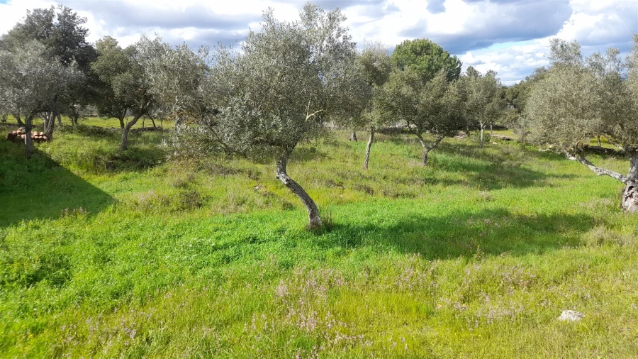 Terreno para Venda em Benquerenças Foto 11