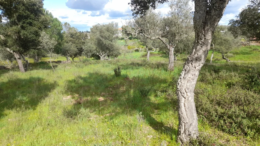 Terreno para Venda em Benquerenças Foto 17
