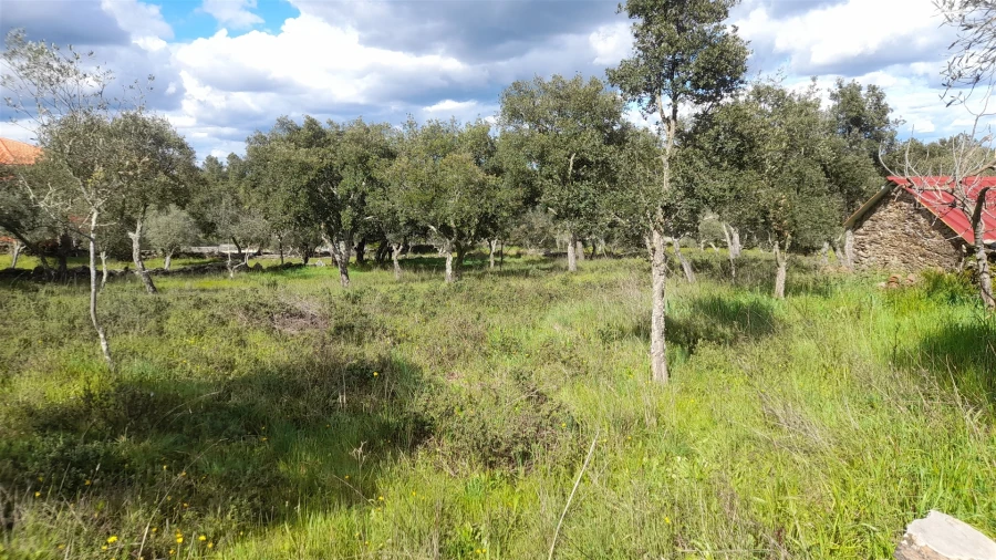 Terreno para Venda em Benquerenças Foto 8