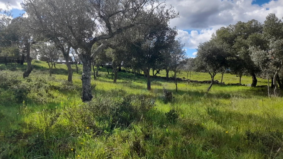 Terreno para Venda em Benquerenças Foto 14