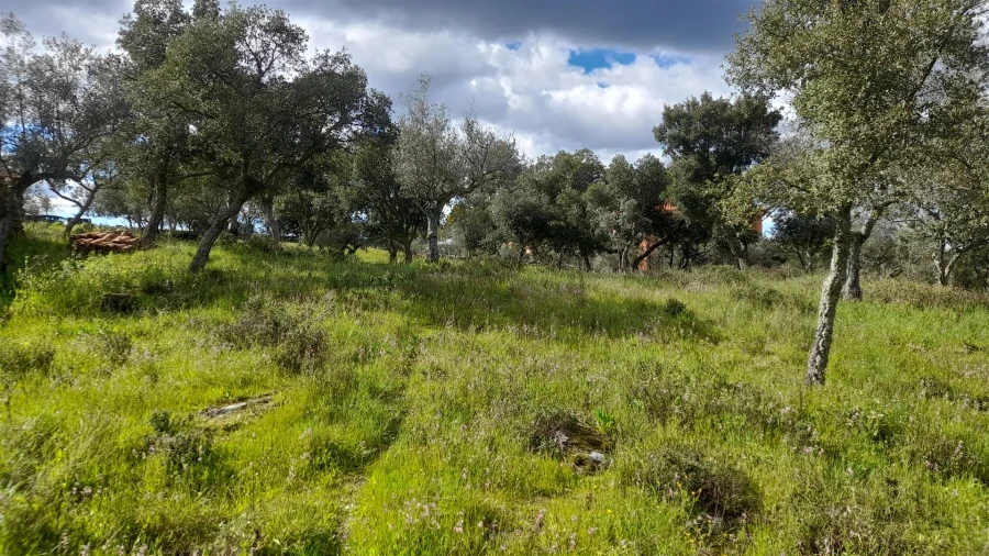 Terreno para Venda em Benquerenças Foto 13