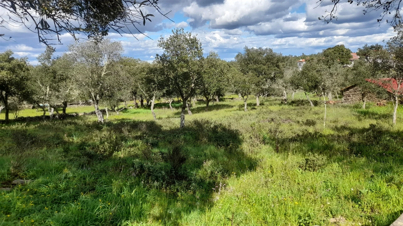 Terreno para Venda em Benquerenças Foto 6