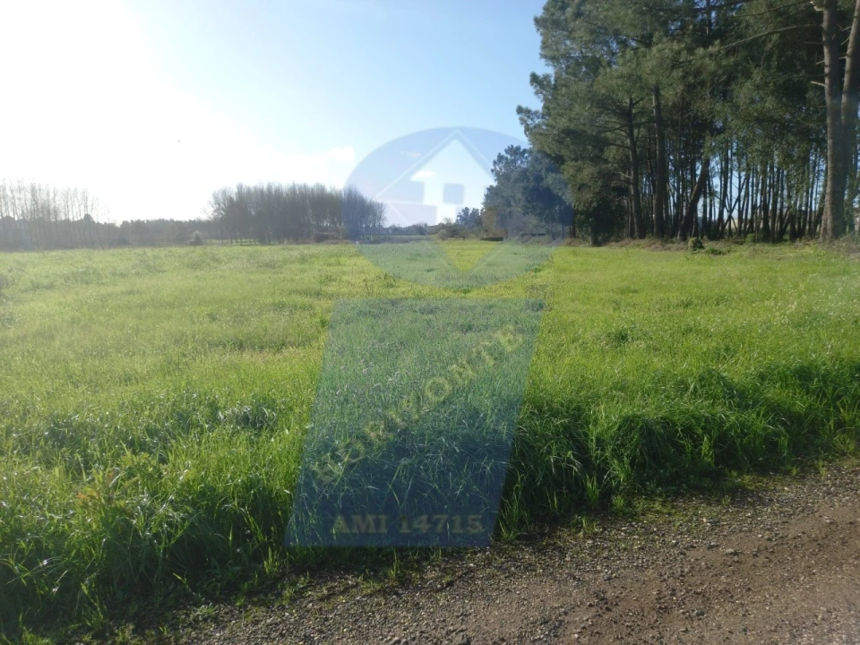 Terreno para Venda em Bustos, Troviscal e Mamarrosa Foto 4