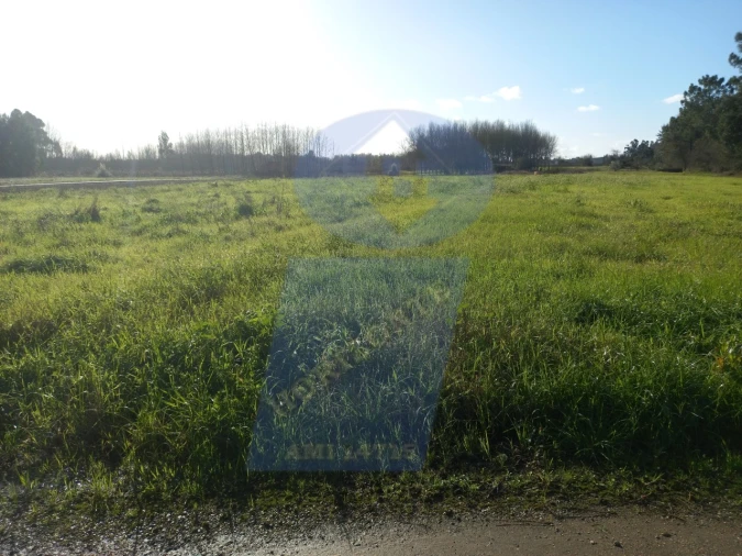 Terreno para Venda em Bustos, Troviscal e Mamarrosa Foto 1