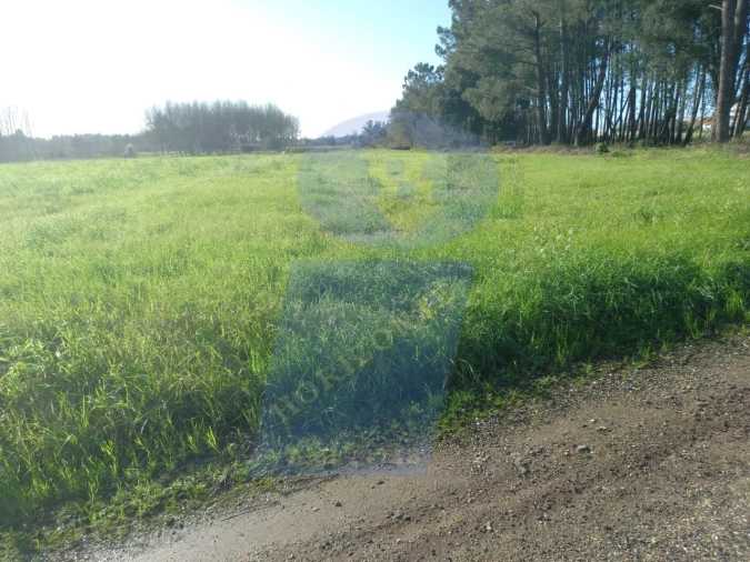 Terreno para Venda em Bustos, Troviscal e Mamarrosa Foto 5