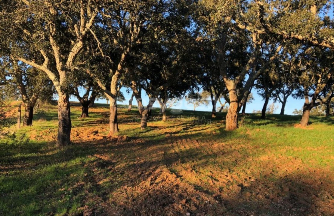 Quinta T4 para Venda em São Domingos e Vale de Água Foto 3