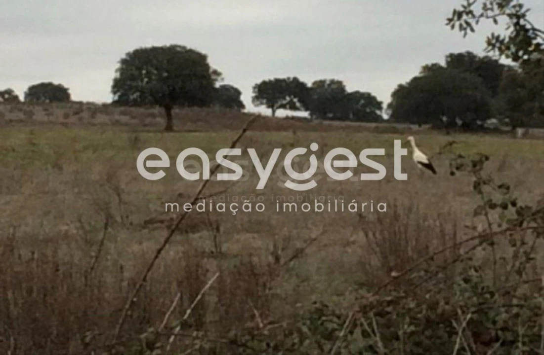 Terreno Agricola ou Rústico para Venda em Figueira e Barros Foto 6