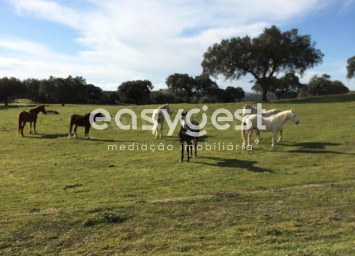 Terreno Agricola ou Rústico para Venda em Figueira e Barros Foto 5