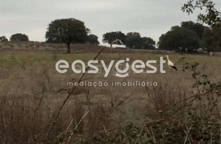 Terreno Agricola ou Rústico para Venda em Figueira e Barros Foto 6