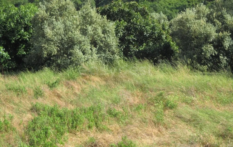 Terreno para Venda em São João Baptista e Santa Maria dos Olivais Foto 3