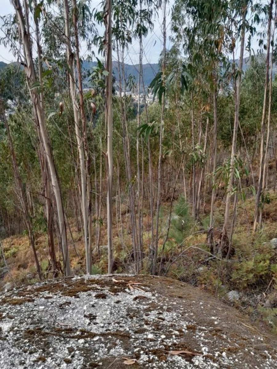 Terreno Agricola ou Rústico para Venda em Mosteiro Foto 3