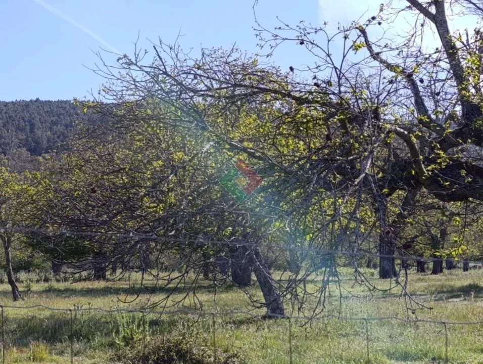 Terreno Agricola ou Rústico para Venda em São Salvador da Aramenha Foto 2