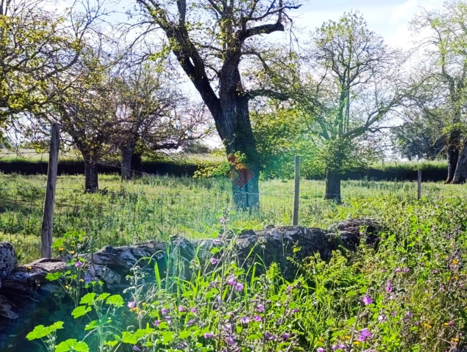 Terreno Agricola ou Rústico para Venda em São Salvador da Aramenha Foto 5