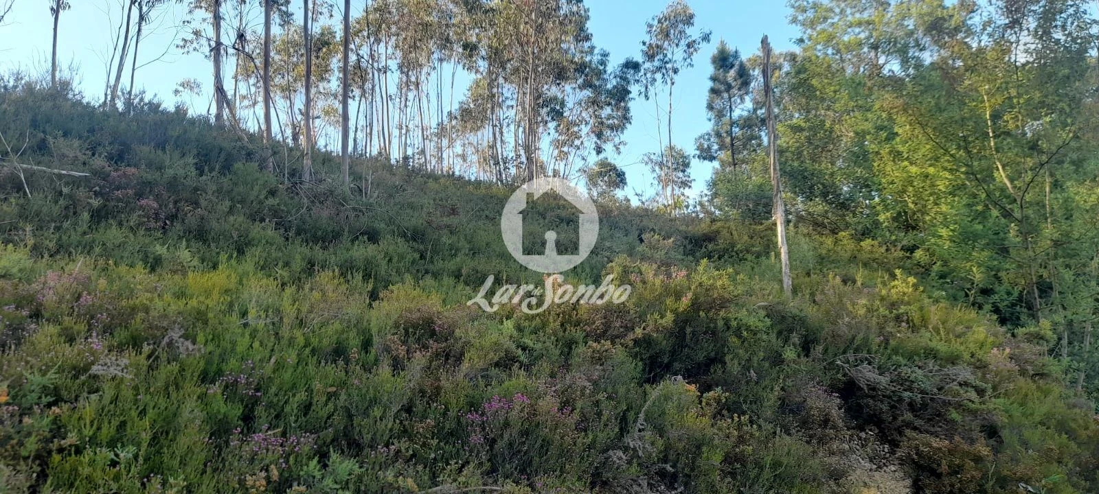 Terreno Agricola ou Rústico para Venda em Bougado (São Martinho e Santiago) Foto 3
