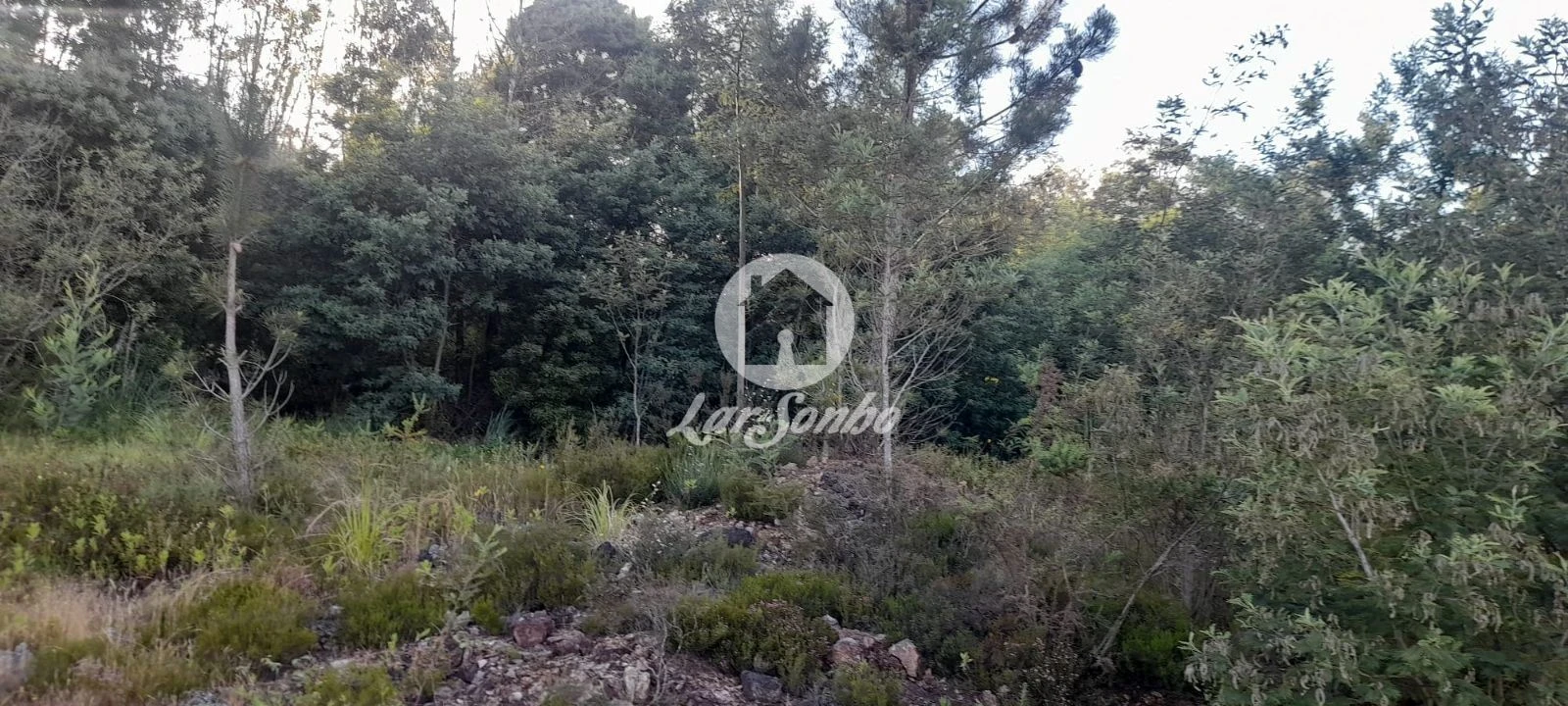 Terreno Agricola ou Rústico para Venda em Bougado (São Martinho e Santiago) Foto 10