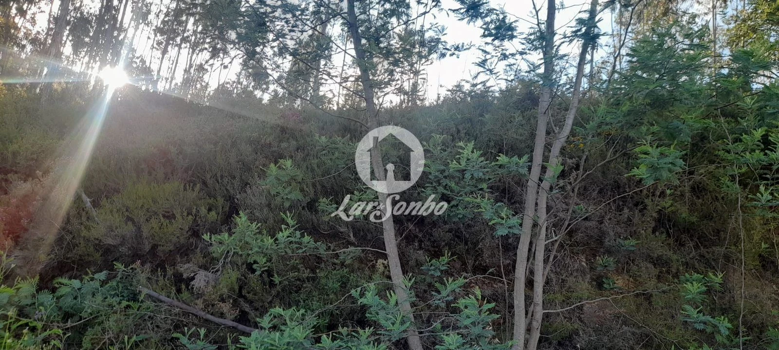 Terreno Agricola ou Rústico para Venda em Bougado (São Martinho e Santiago) Foto 15