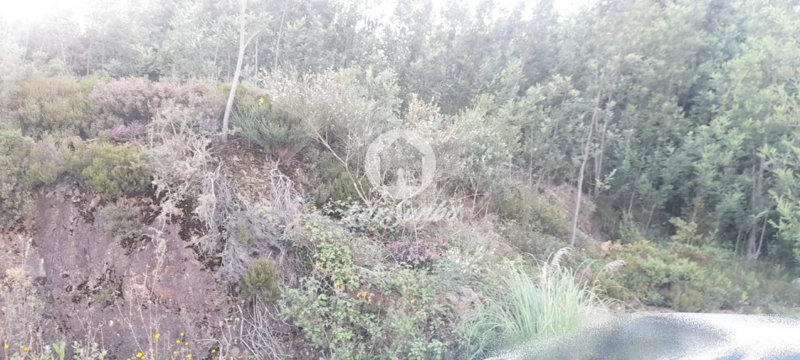 Terreno Agricola ou Rústico para Venda em Bougado (São Martinho e Santiago) Foto 8