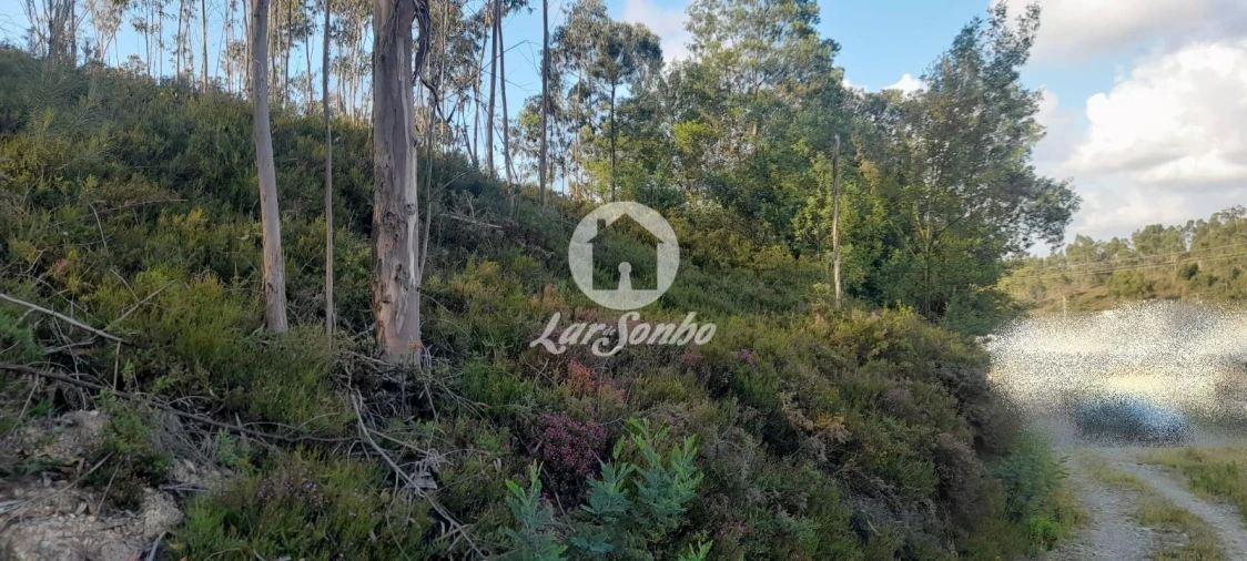 Terreno Agricola ou Rústico para Venda em Bougado (São Martinho e Santiago) Foto 19