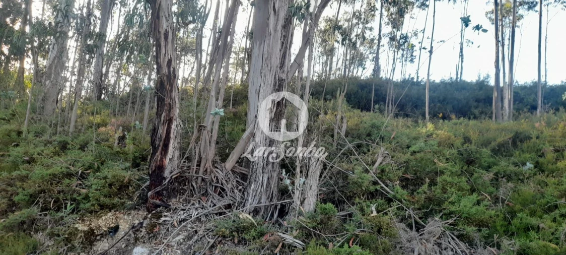 Terreno Agricola ou Rústico para Venda em Bougado (São Martinho e Santiago) Foto 20
