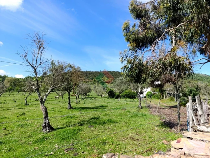 Terreno Agricola ou Rústico para Venda em São Salvador da Aramenha Foto 6
