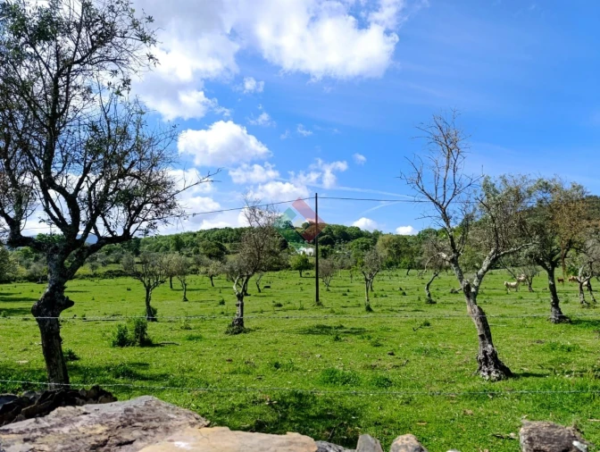 Terreno Agricola ou Rústico para Venda em São Salvador da Aramenha Foto 7