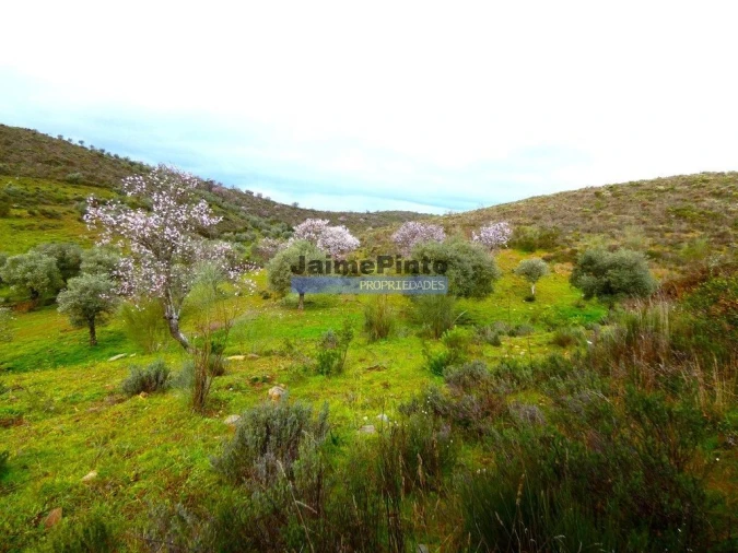 Terreno Agricola ou Rústico para Venda em Touça Foto 6