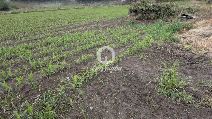 Terreno Agricola ou Rústico para Venda em Junqueira Foto 12