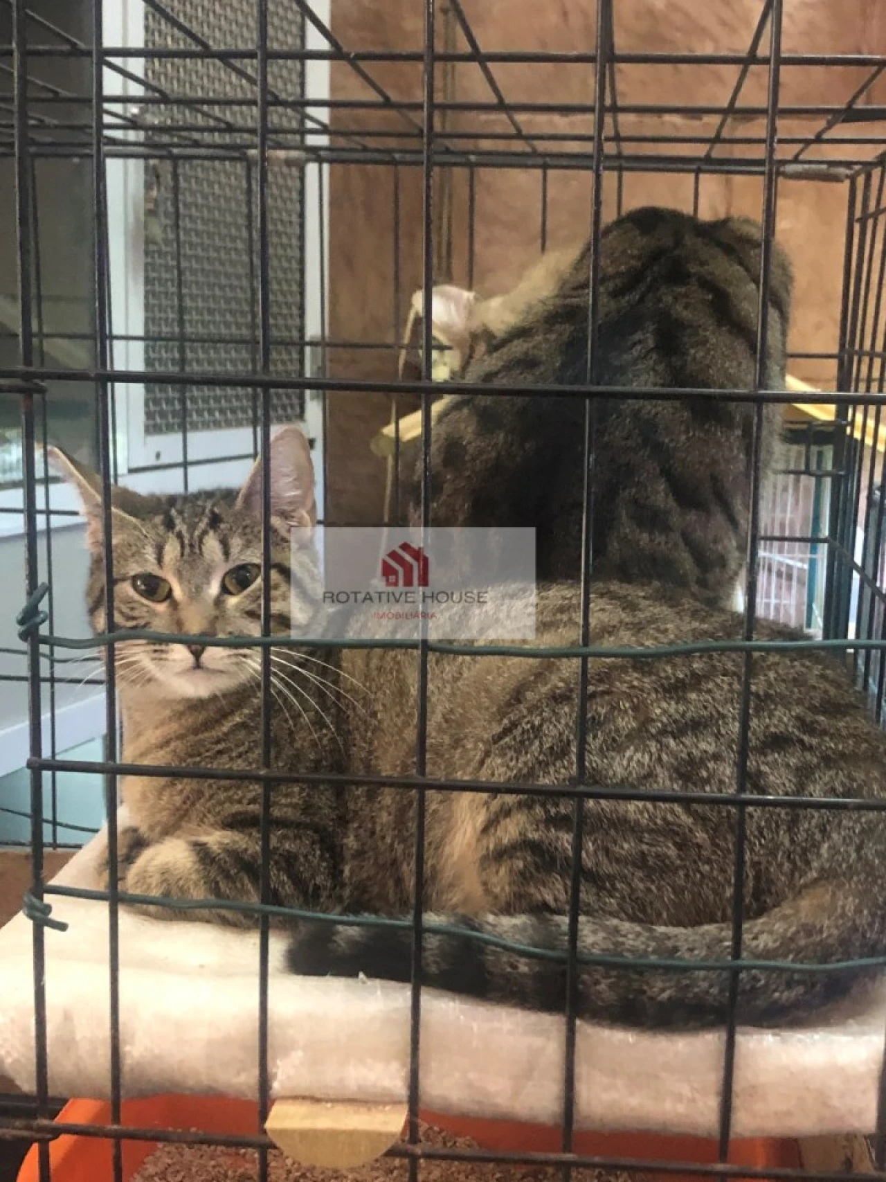 Loja para Venda em Caia, São Pedro e Alcáçova Foto 21