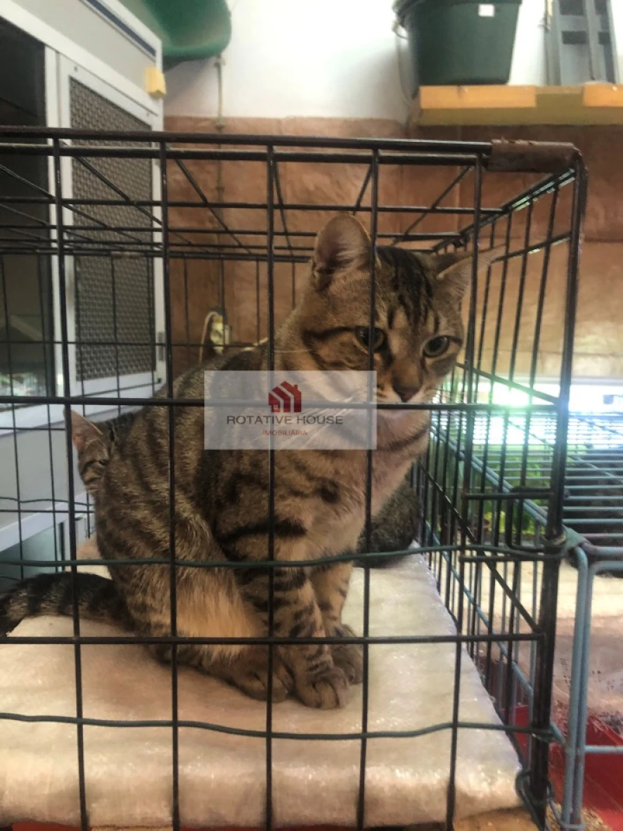 Loja para Venda em Caia, São Pedro e Alcáçova Foto 7