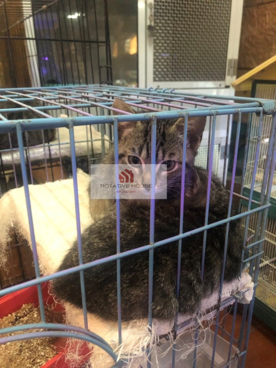 Loja para Venda em Caia, São Pedro e Alcáçova Foto 8